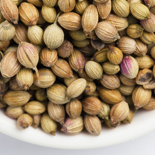 Coriander Oleoresins are obtained by the solvent extraction of dried, ripe fruits of the herb Coriander.