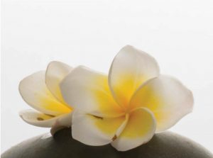 Frangipani flower extract