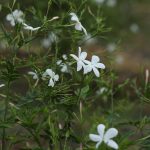 Jasmine Grandiflorum Flower Extract