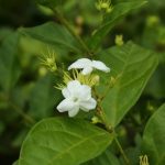 Jasmine Sambac Flower Extract