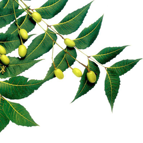 Neem oil obtained by cold pressing of Neem seeds