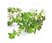 Thyme Oleoresin from dried leaves of thyme