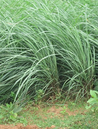 Lemongrass essential oil is obtained by the steam distillation of grass of Lemon grass.