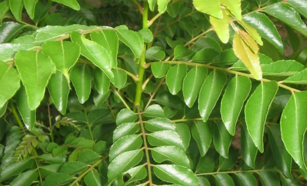 Curry Leaf Oil is obtained by the steam distillation of leaves of Curry tree.