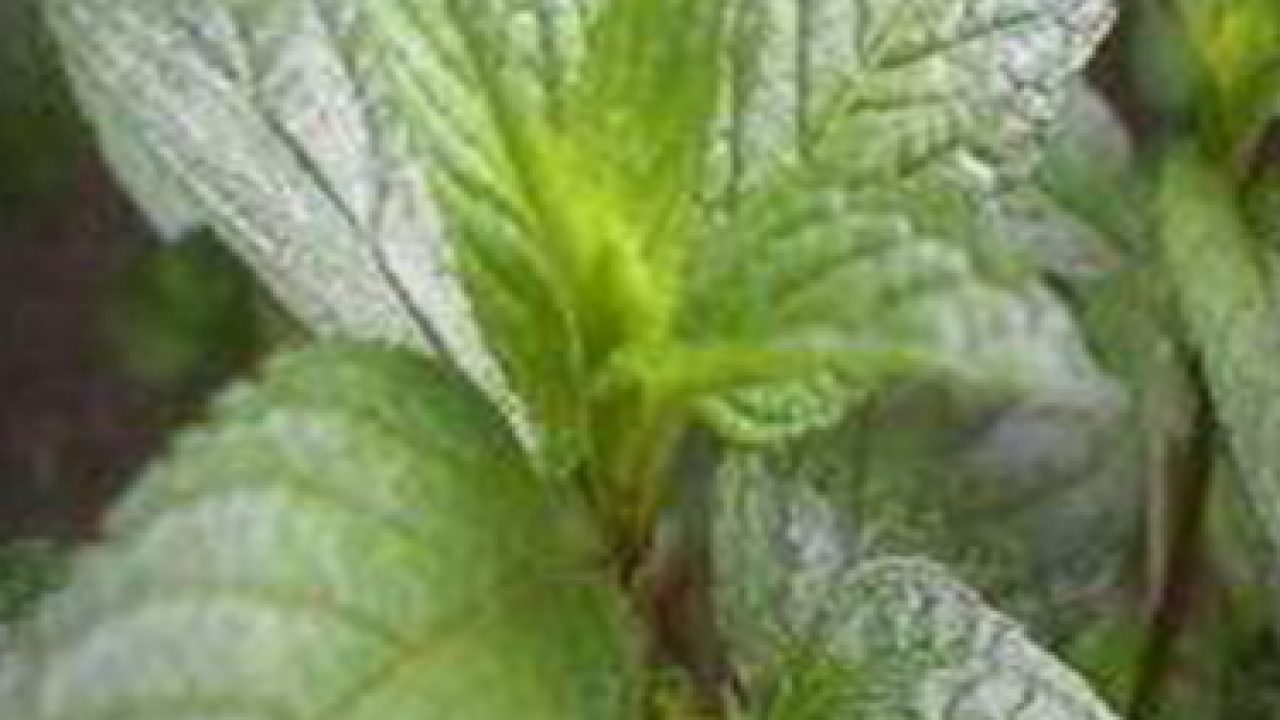 Rectified Peppermint Essential Oil (USA) (Organic)