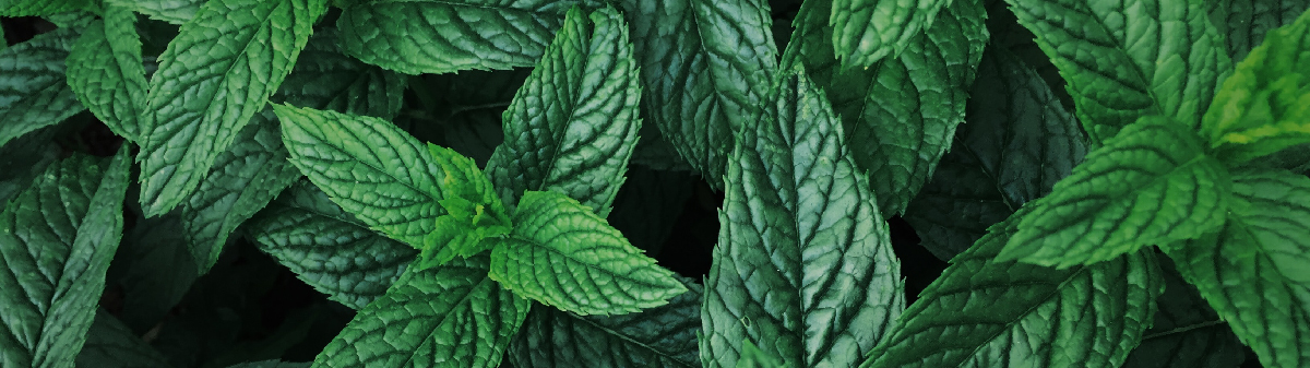 mint leaves - mint extract