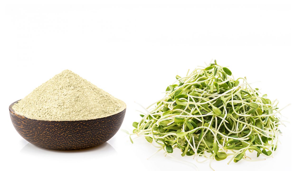 Alfalfa Protein for Energy, Muscle & Gut Wellness
