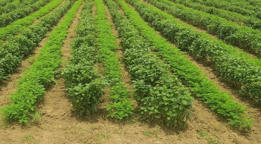 Intercropping Practice
